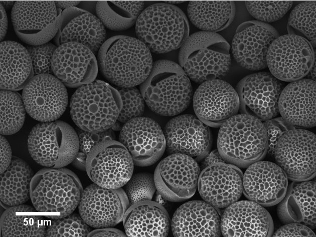 Gentle evaporation of dichloromethane from monodispersed droplets composed of a mixture of poly(vinyl acetate) and polystyrene dissolved in dichloromethane caused thermodynamic instability and phase separation into hydrophobic polystyrene and hydrophilic poly(vinyl acetate) halves. Poly(vinyl acetate) regions are more porous due to higher instability of this polymer in dichloromethane.