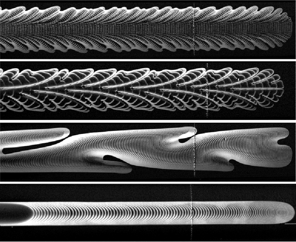 Composite binary images showing the spatio-temporal patterns formed when air displaces oil in a Hele-Shaw channel with an elastic upper boundary. By manipulating the initial level of collapse of the upper boundary, as well as the flow rate, we may observe a range of patterns, some reminiscent of feathers.