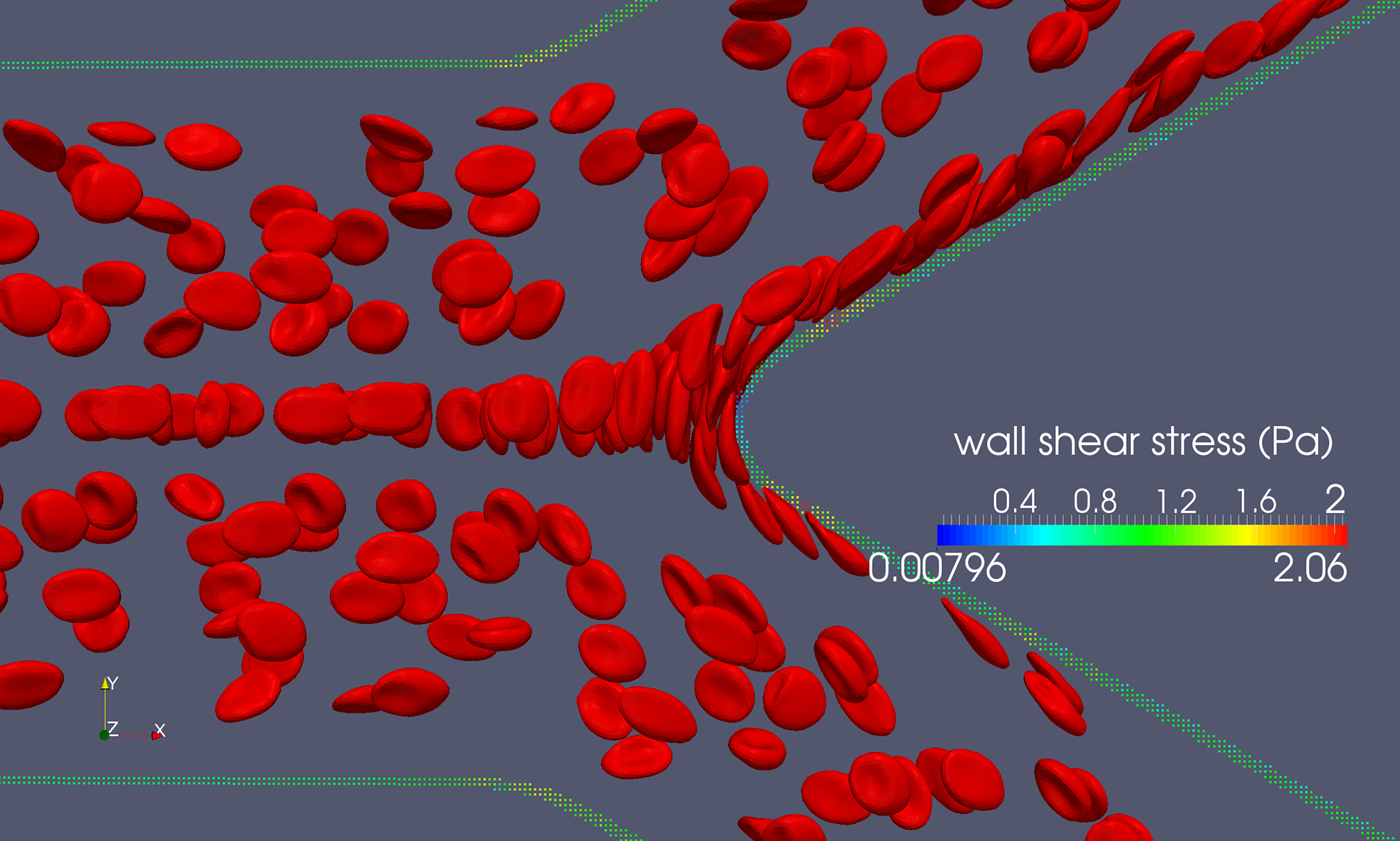 This image from a 3D immersed-boundary lattice-Boltzmann simulation vividly depicts a suspension of deformable red blood cells travelling through a bifurcating blood vessel. The RBCs are immersed in a Newtonian plasma. The main branch of the blood vessel is 96-micrometer wide, and the child branches are 50-micrometer wide.