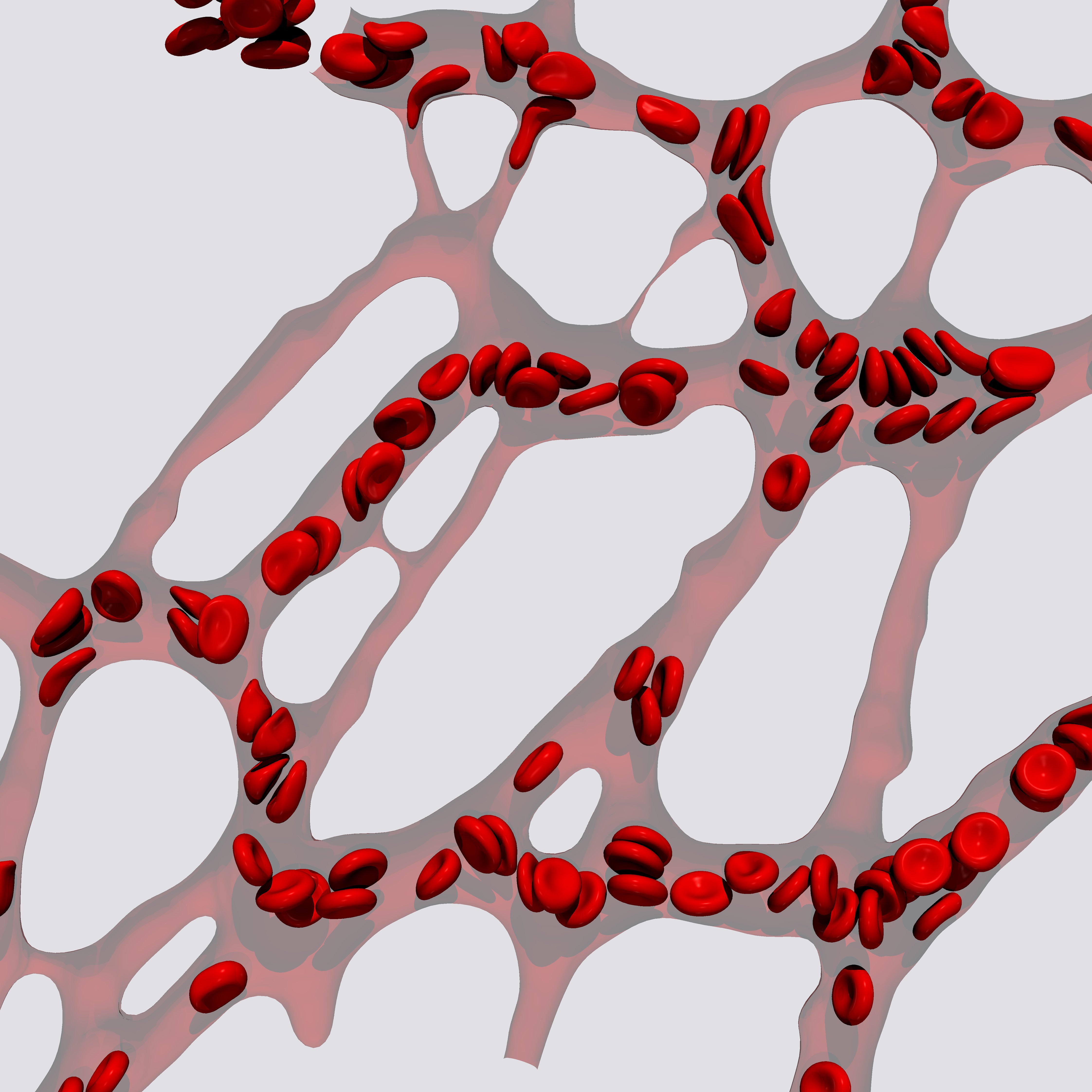 Enhanced image from a mesoscopic simulation which demonstrates emerging pattern of red blood cell distribution in realistic microvascular networks and its underlying effect on vessel remodelling during development.
