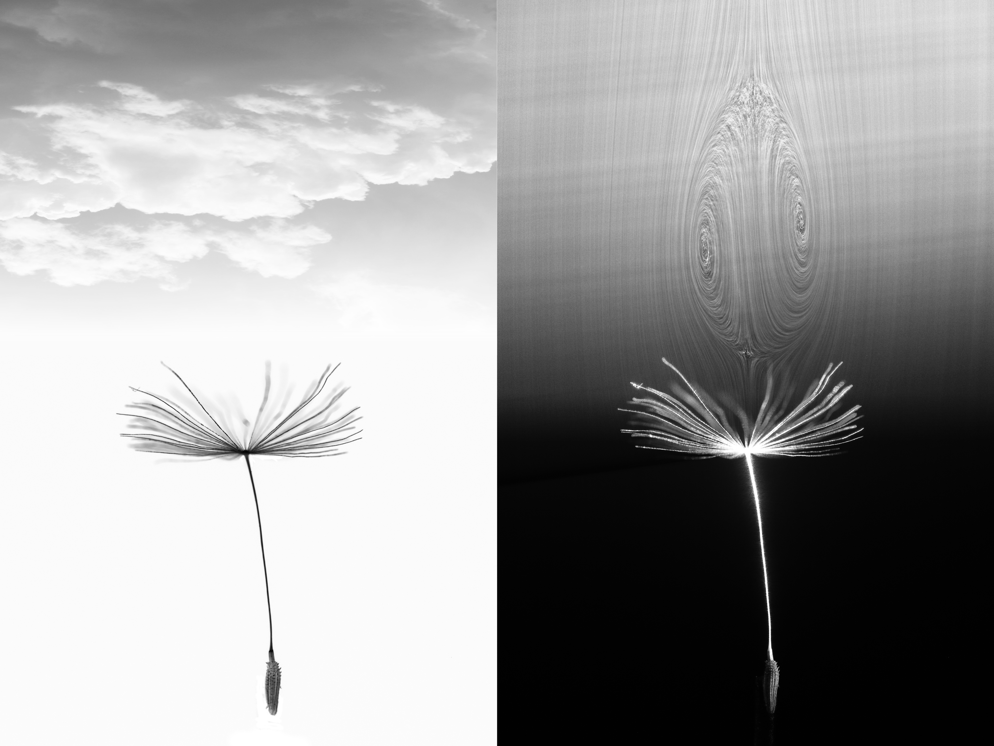 (Left) A dandelion seed in a wind tunnel, with added clouds for effect. (Right) The same dandelion with the flow around it visualised using a laser sheet (contrast enhanced), showing the formation of a drag-enhancing vortex unlike any other observed before in nature, which we term a 'halo' vortex.