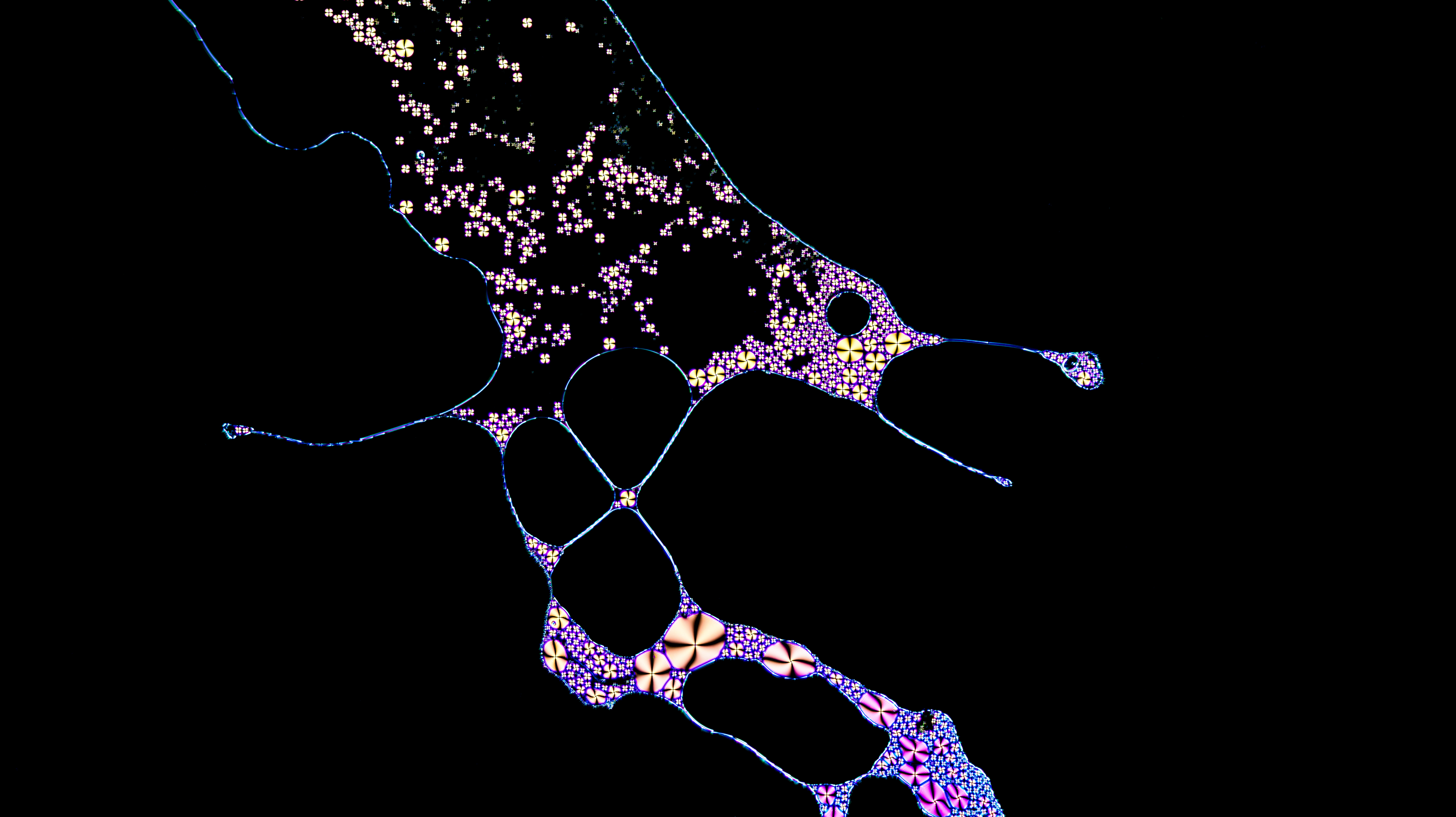 'We should show life neither as it is, nor as it should be, but as we see it in our dreams' (The Seagull, by Anton Chekhov). Liquid crystal droplets in water, (accidentally) forming a pattern resembling a seagull's landing, viewed through a cross-polarising microscope. (Minor brightness and contrast adjustments).