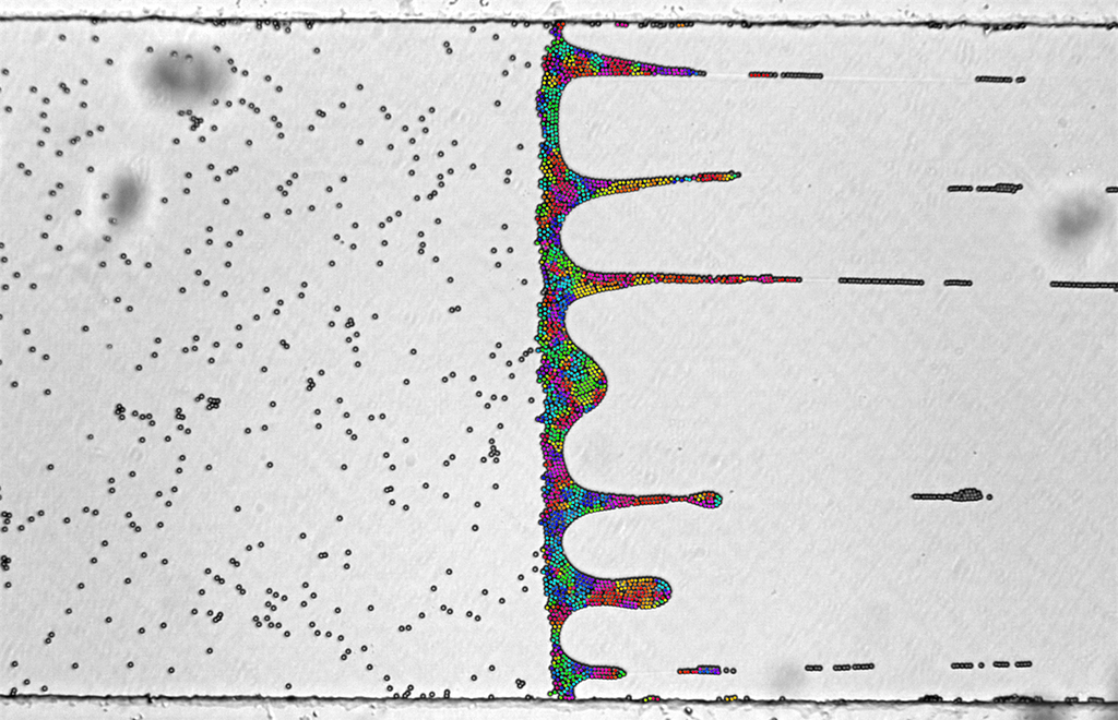 When freezing unidirectionally at low velocity, particles pile up at the ice-water interface. After sufficient accumulation of the particles, it destabilises the interface and bulk ice differentiates into smaller ice-fingers. The image was coloured with the orientation of particles, the kaleidoscopic pattern suggests the particles forms clusters with different orientations.